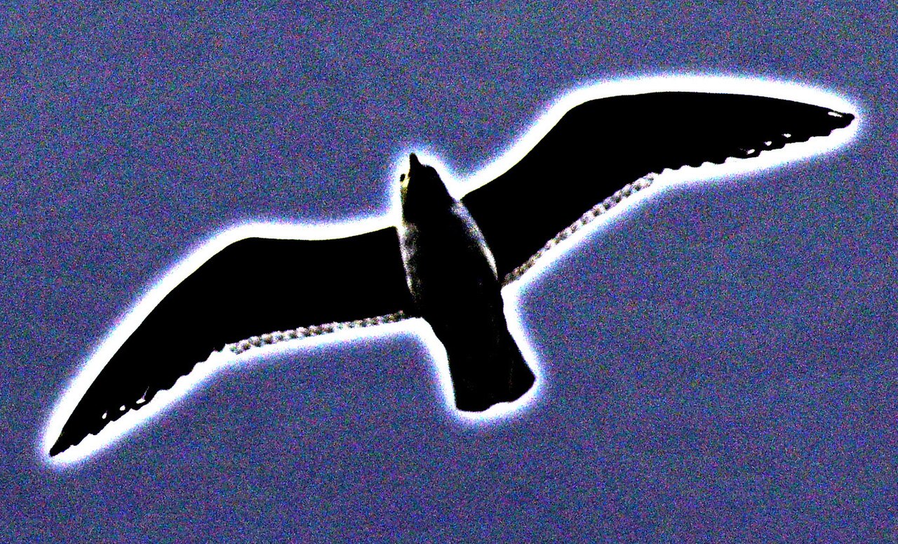 Jonathan Livingston Seagull