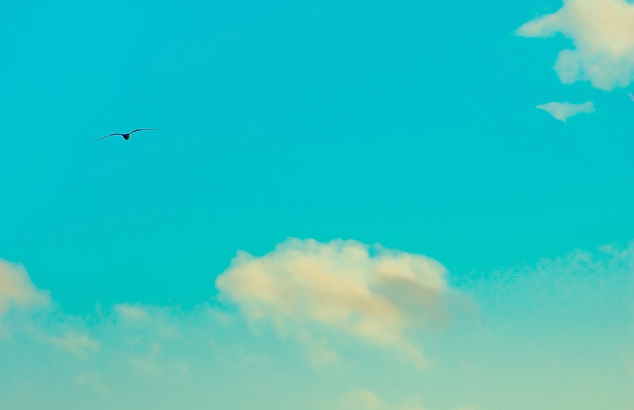 Jonathan Livingston Seagull