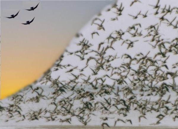 Jonathan Livingston Seagull