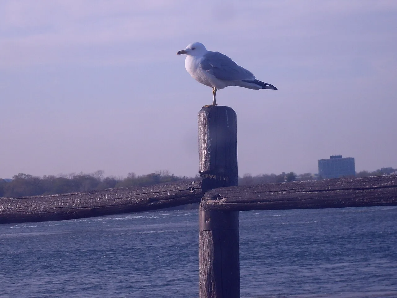 Jonathan Livingston Seagull